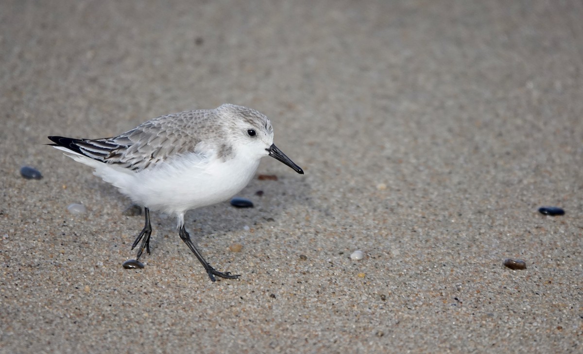 Correlimos Tridáctilo - ML650426602