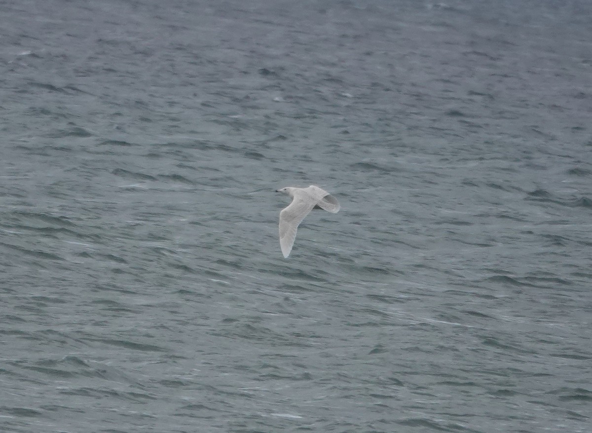 Gavión Hiperbóreo - ML650426609