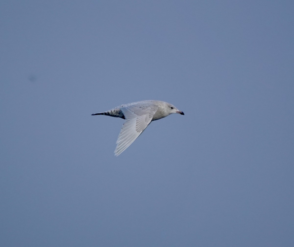 Gaviota Groenlandesa (de Kumlien) - ML650426616