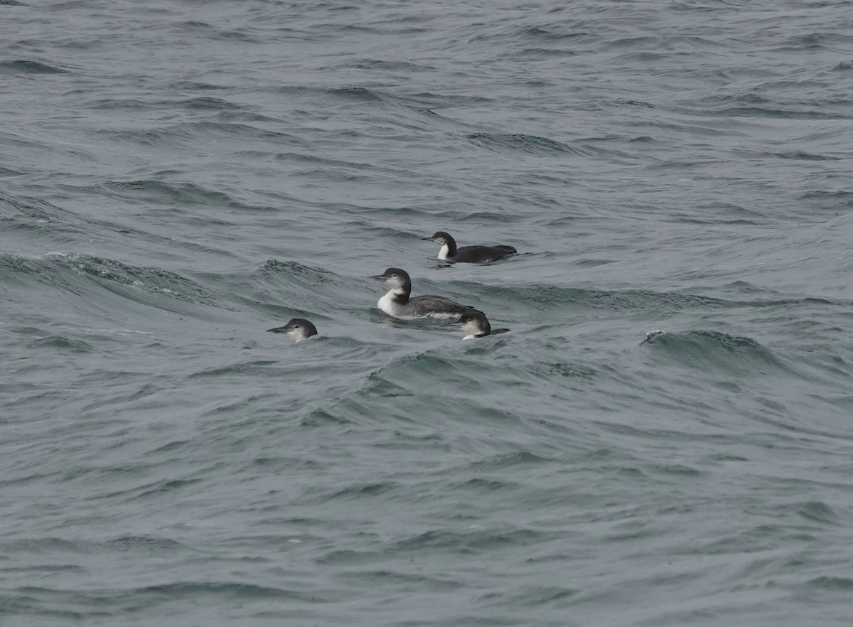 Colimbo del Pacífico - ML650426618