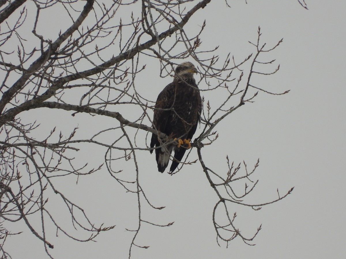 Itsas arrano buruzuria - ML650426766