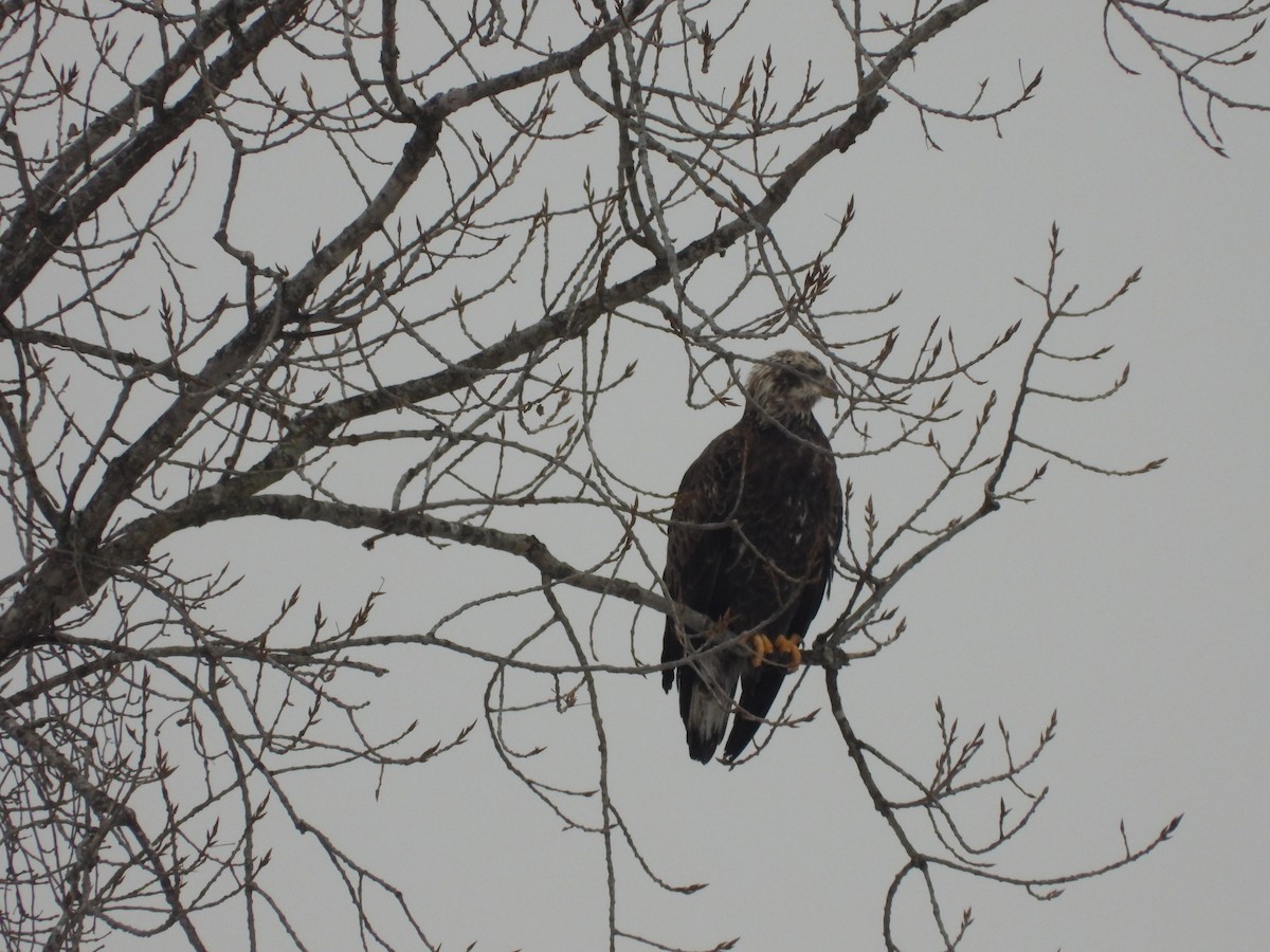 Itsas arrano buruzuria - ML650426768