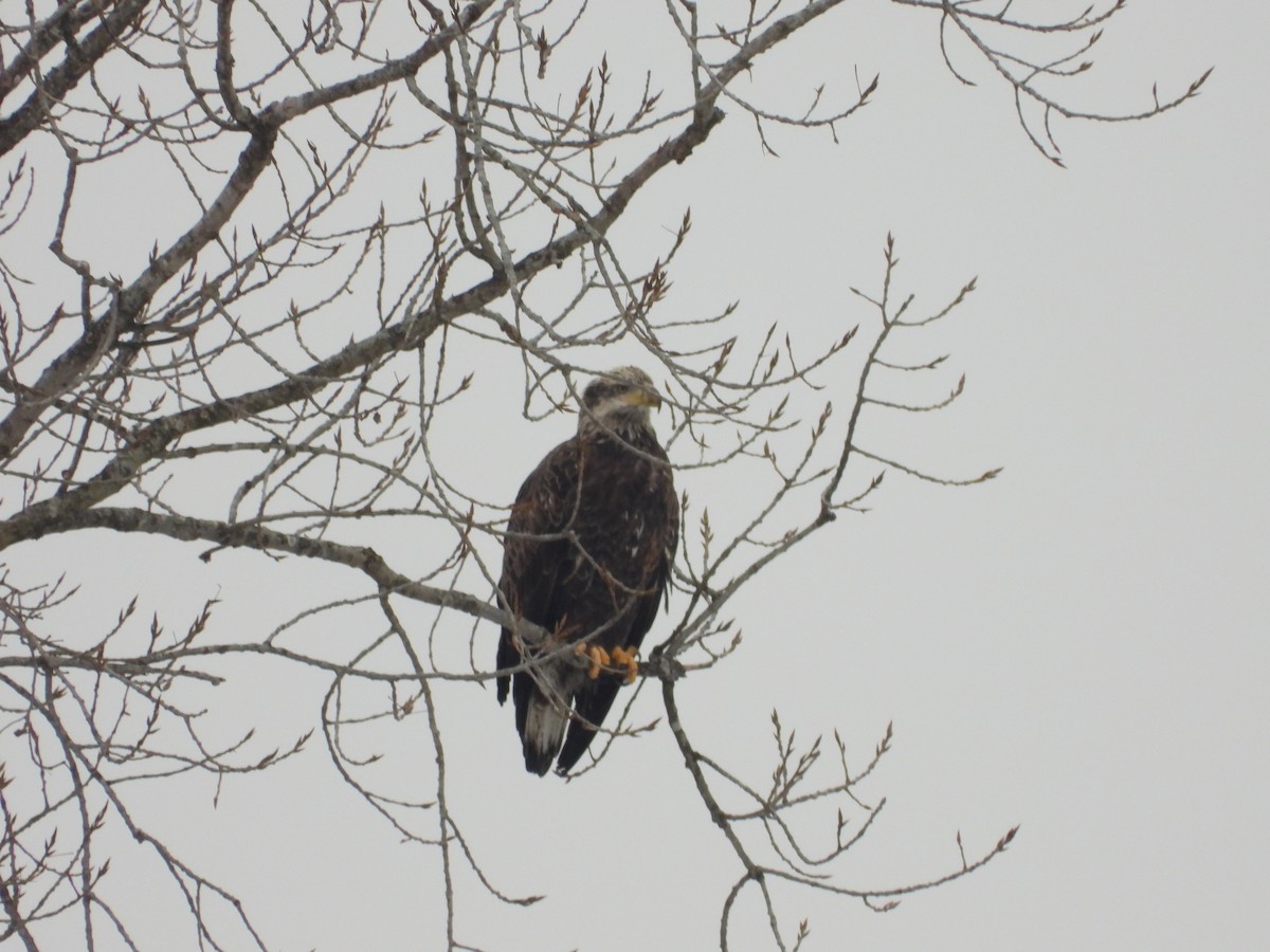 Itsas arrano buruzuria - ML650426782