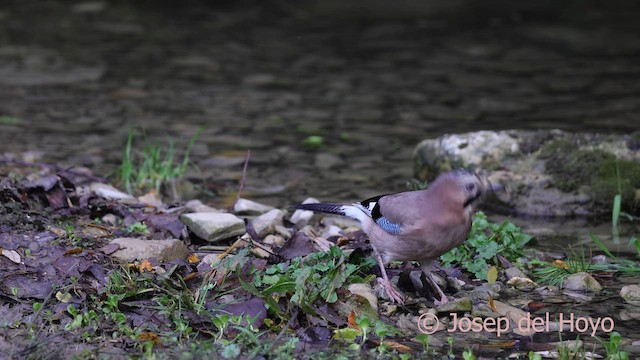 Eurasian Jay - ML650426904