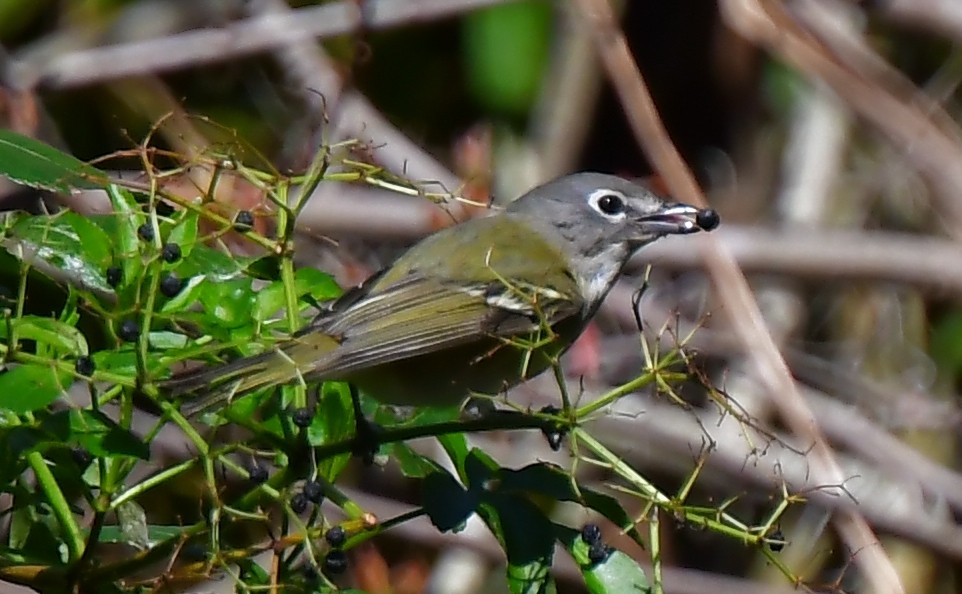 Віреон сизоголовий - ML650427051