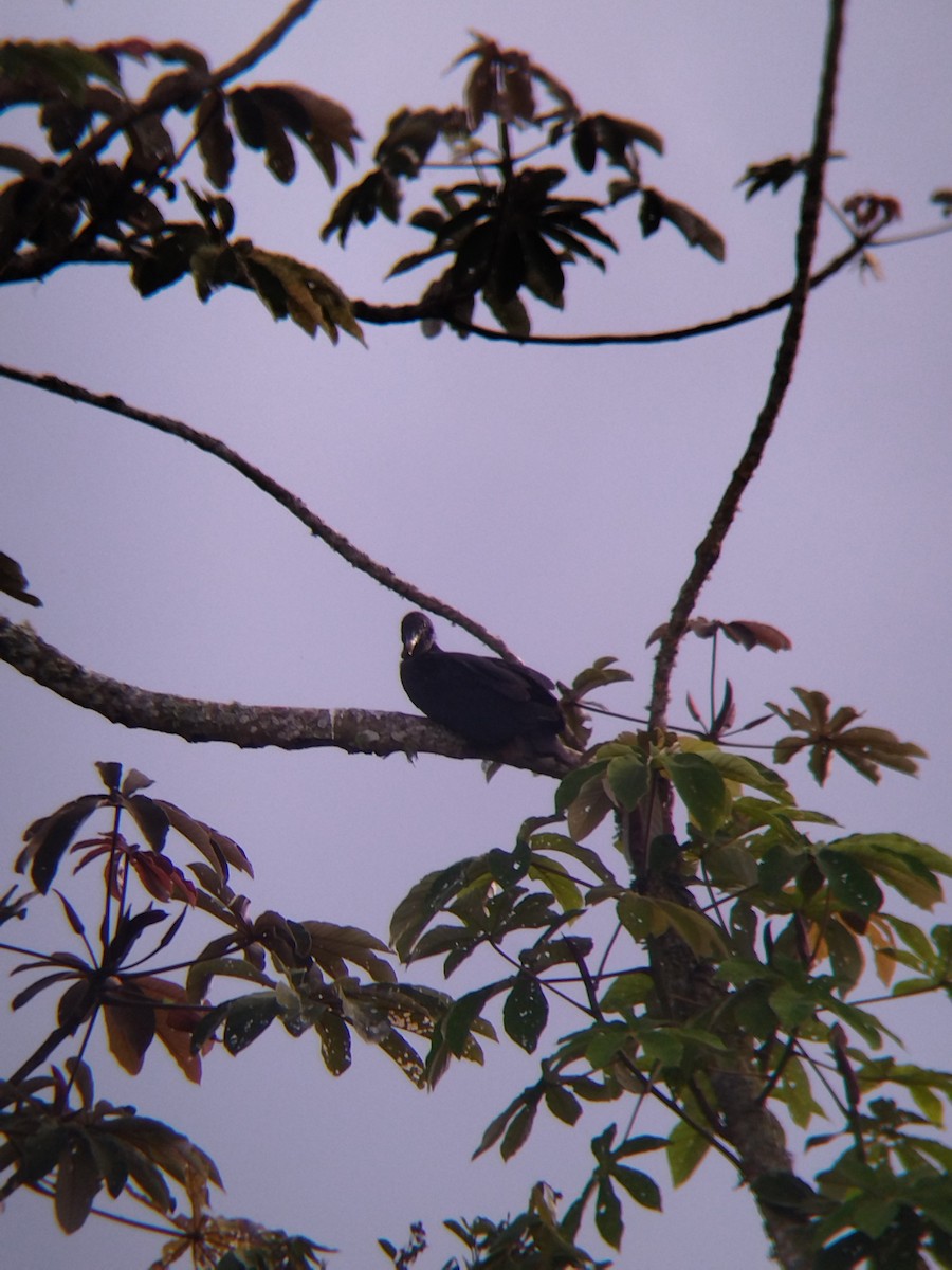 Чёрная катарта - ML650427218