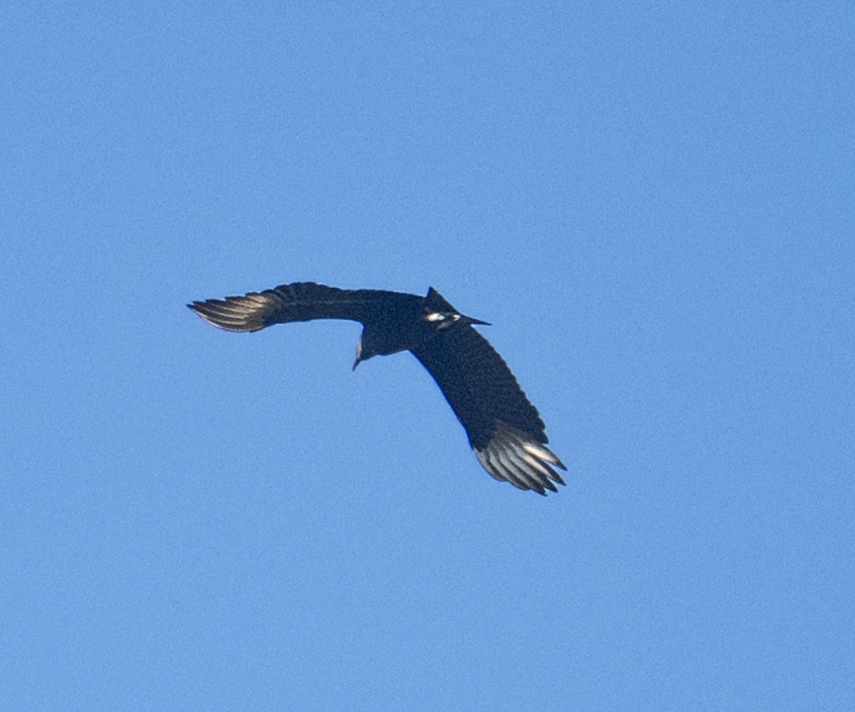 Чёрная катарта - ML650427523