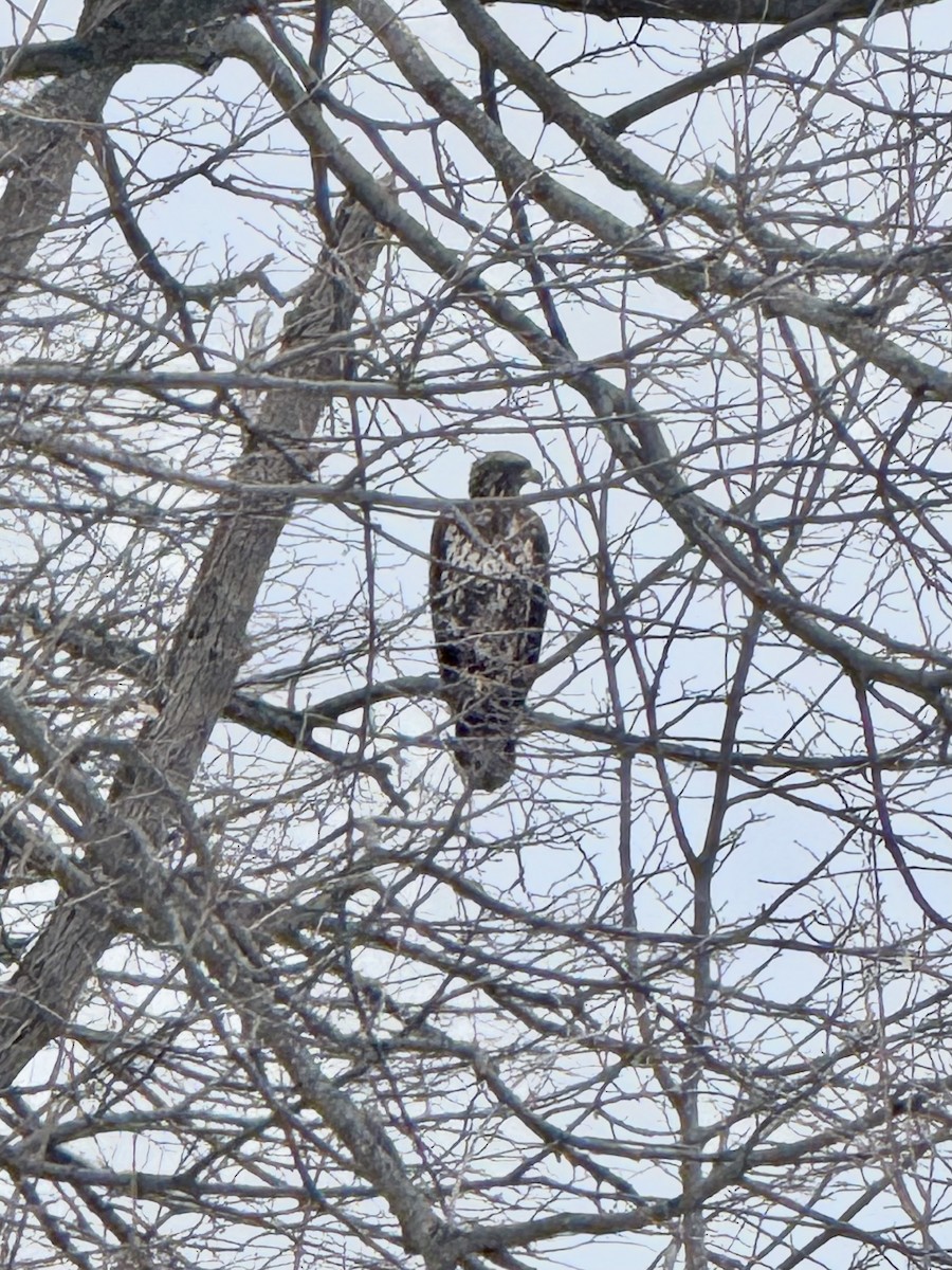 Itsas arrano buruzuria - ML650427627