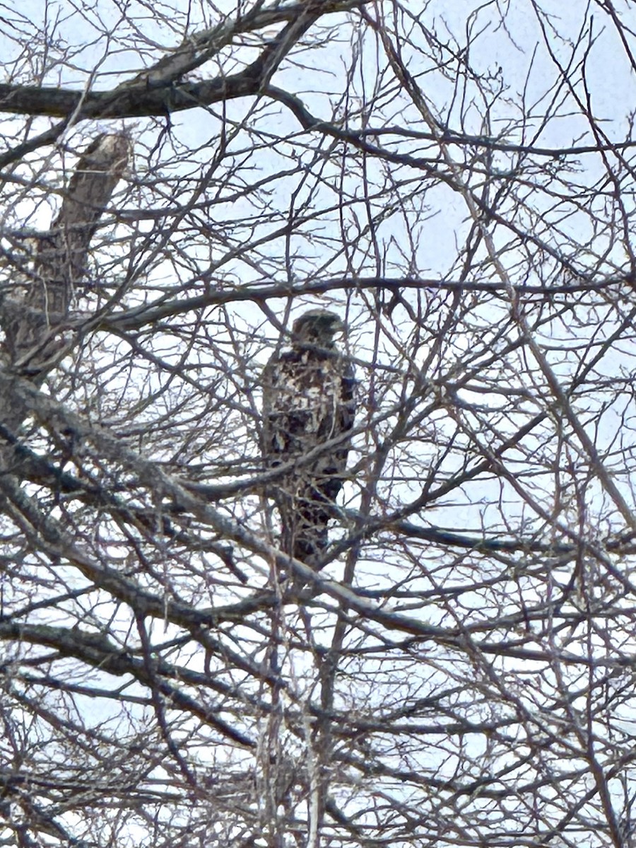 Itsas arrano buruzuria - ML650427647