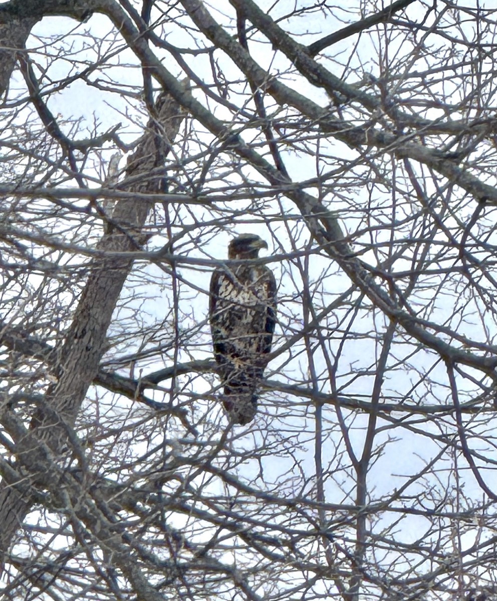 Itsas arrano buruzuria - ML650427648