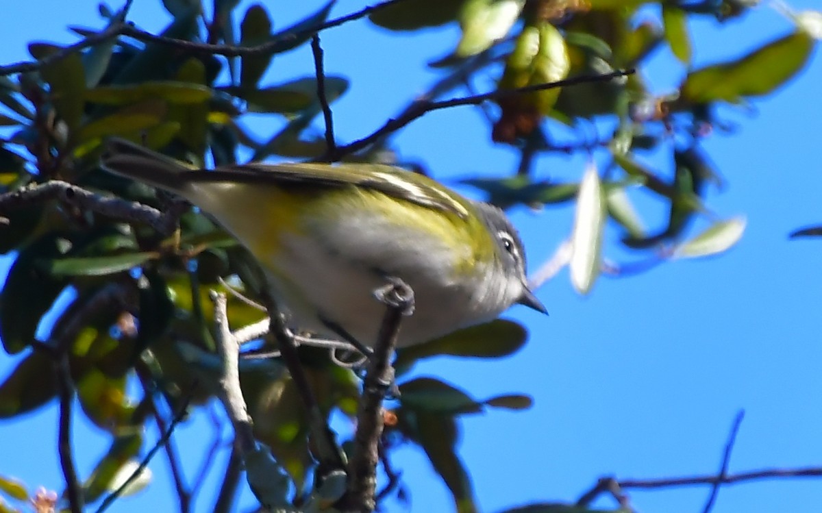 Blue-headed Vireo - ML650427775