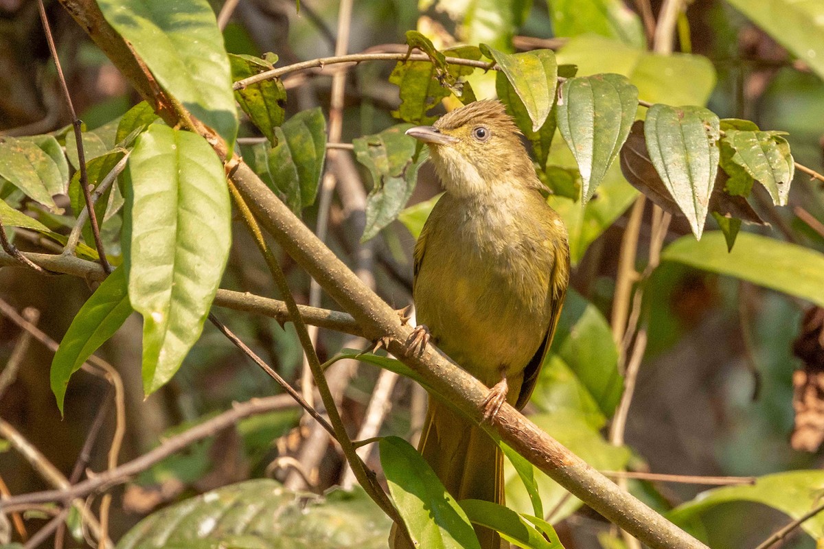 Gray-eyed Bulbul - ML650428280