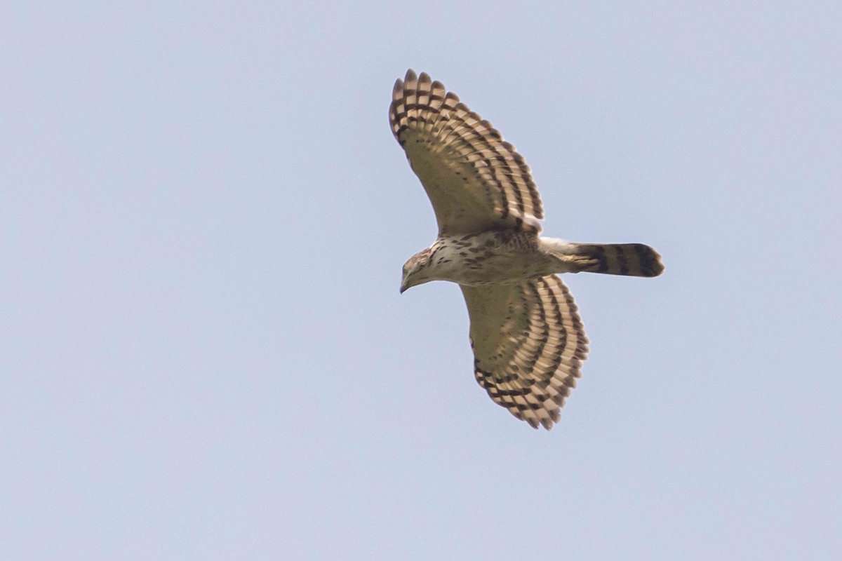 Jerdon's Baza - ML650428326