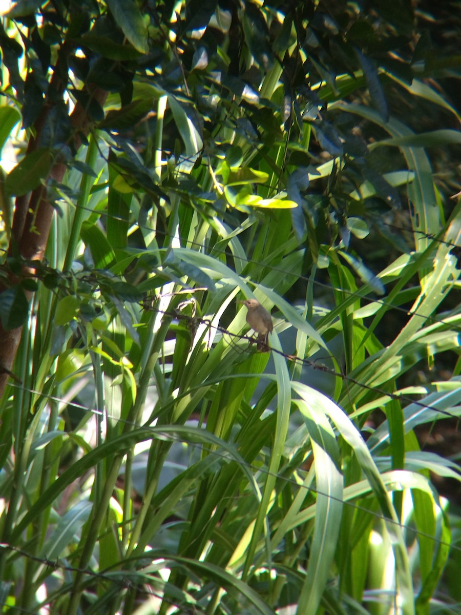 İncili Çaçalaka - ML650428594