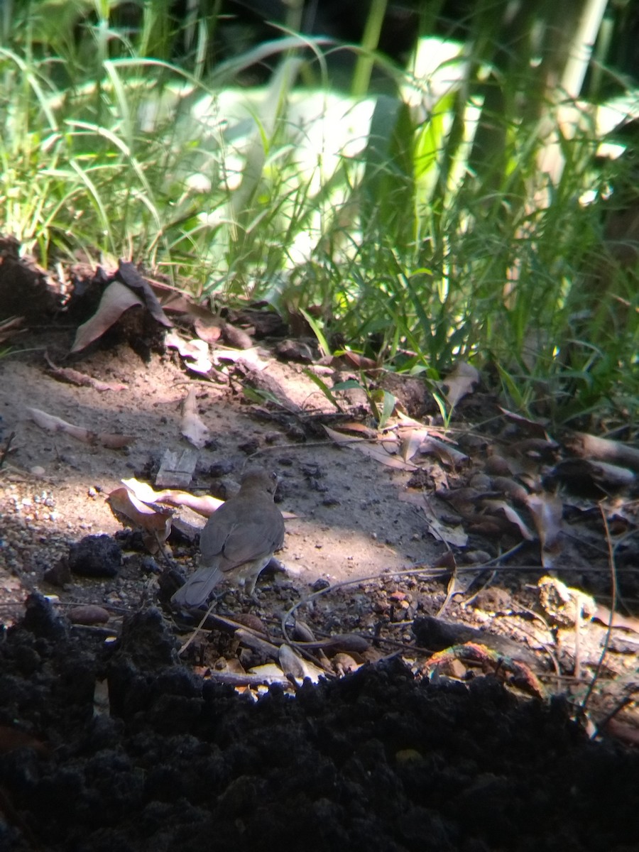 İncili Çaçalaka - ML650428596