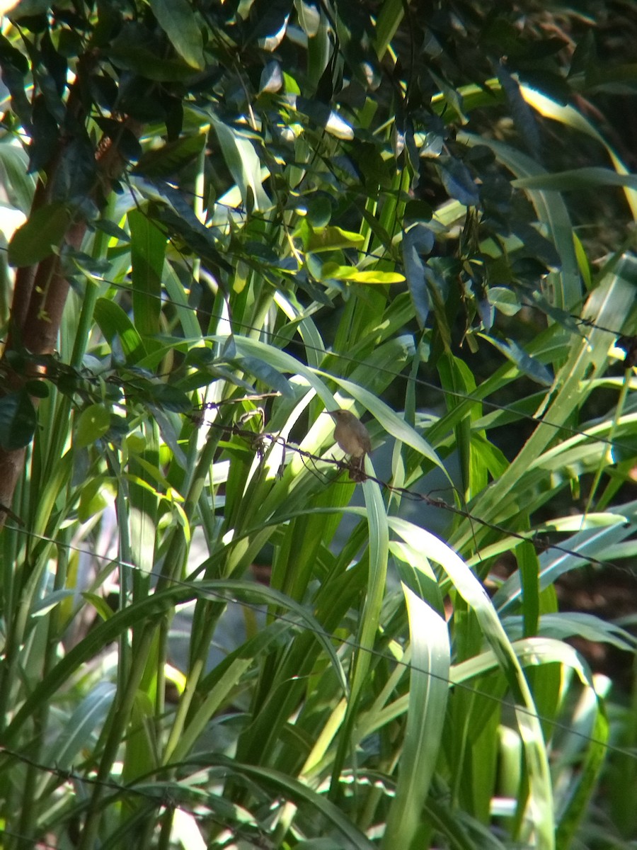 İncili Çaçalaka - ML650428598