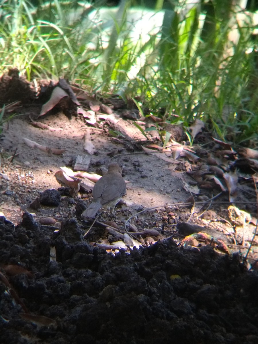 İncili Çaçalaka - ML650428600