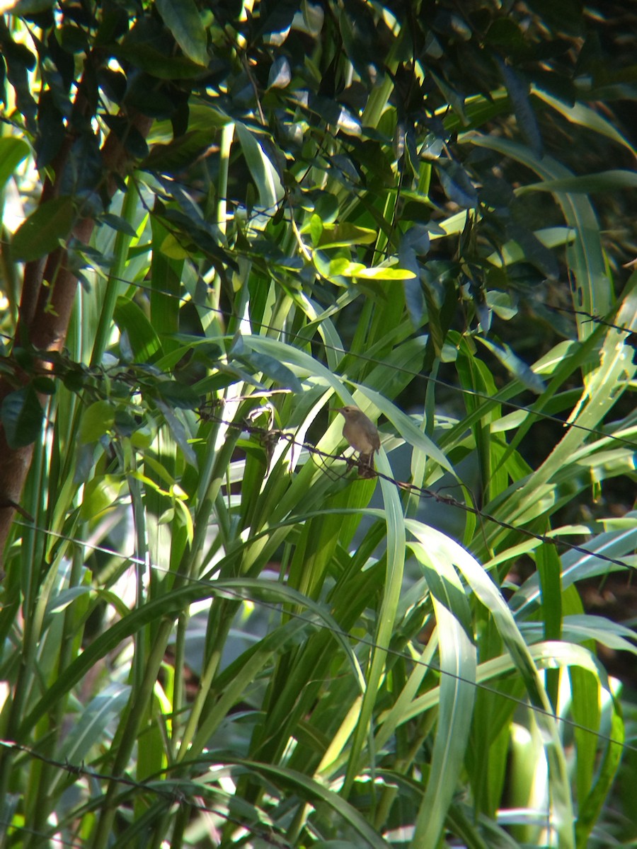 İncili Çaçalaka - ML650428601