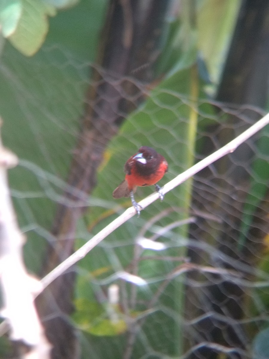 İncili Çaçalaka - ML650428602