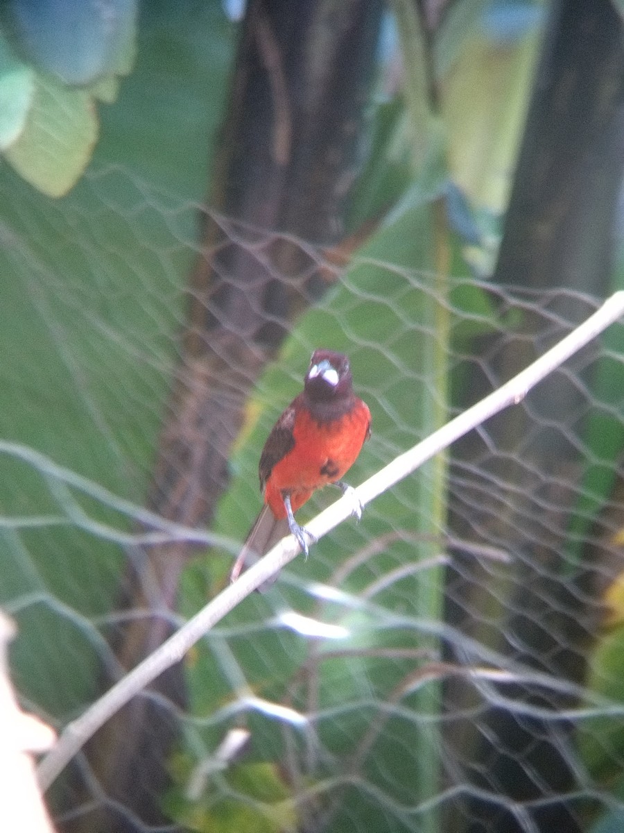 İncili Çaçalaka - ML650428603