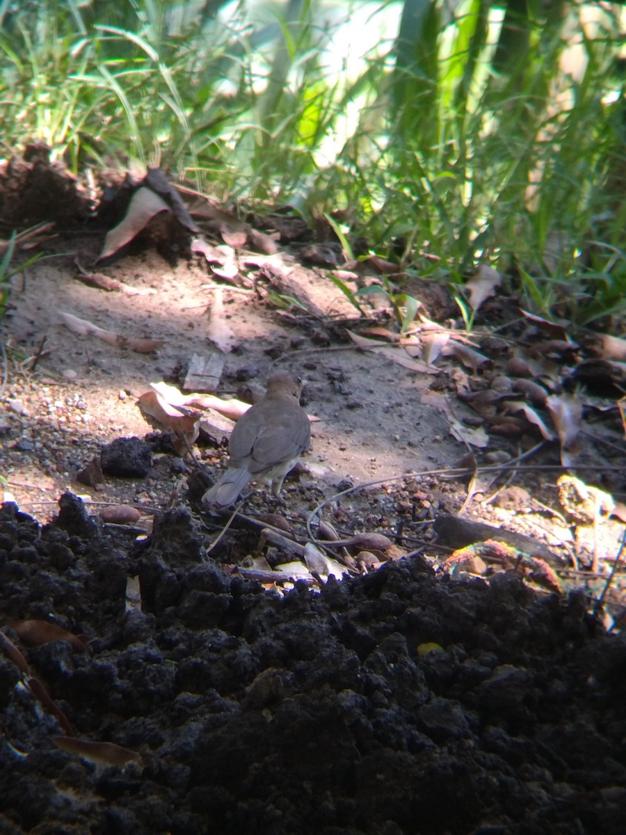 İncili Çaçalaka - ML650428604