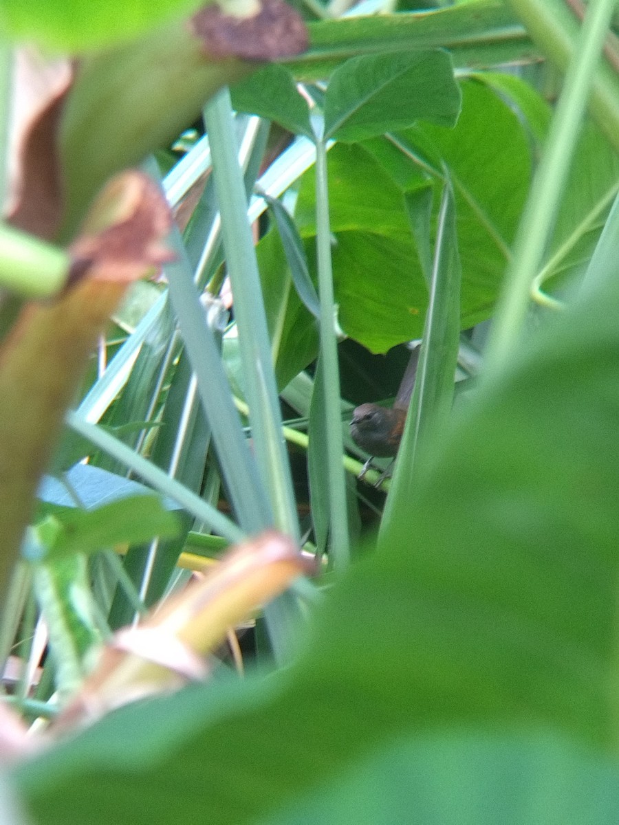 İncili Çaçalaka - ML650428605