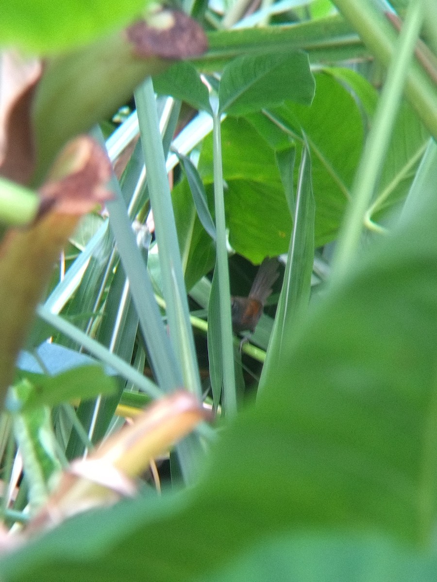 İncili Çaçalaka - ML650428606