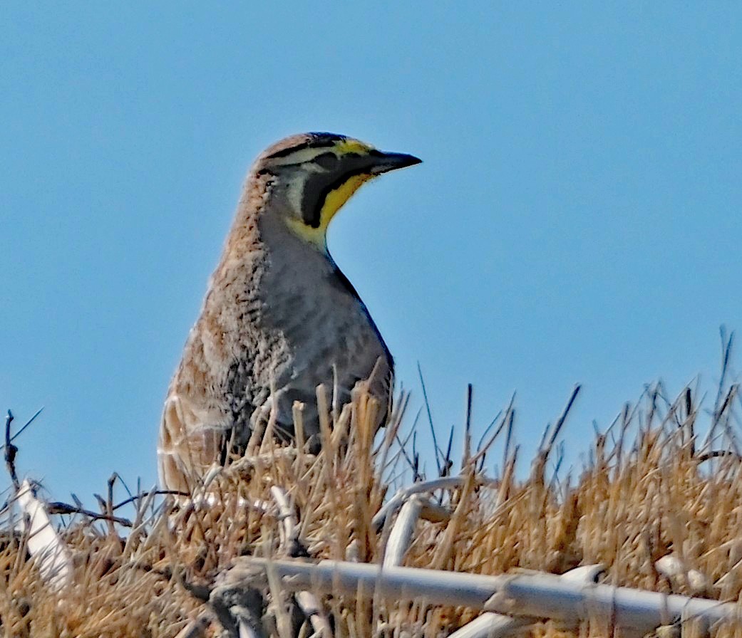 Kulaklı Toygar - ML650428608