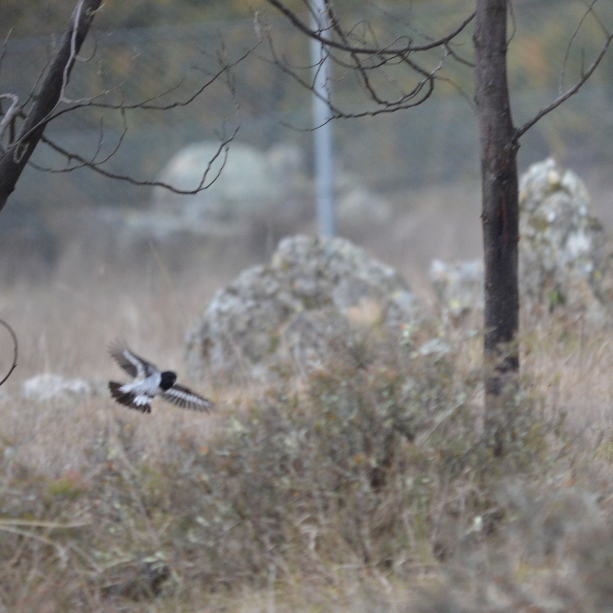 Hooded Robin - ML65042861