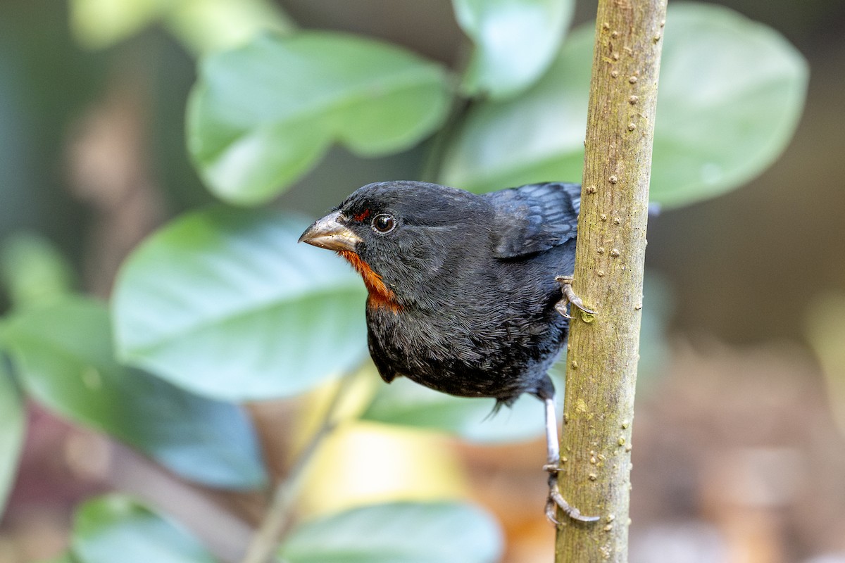 Küçük Antil Şakrağı - ML650428610