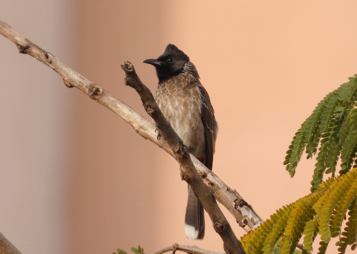 Karaca Arapbülbülü - ML650428613