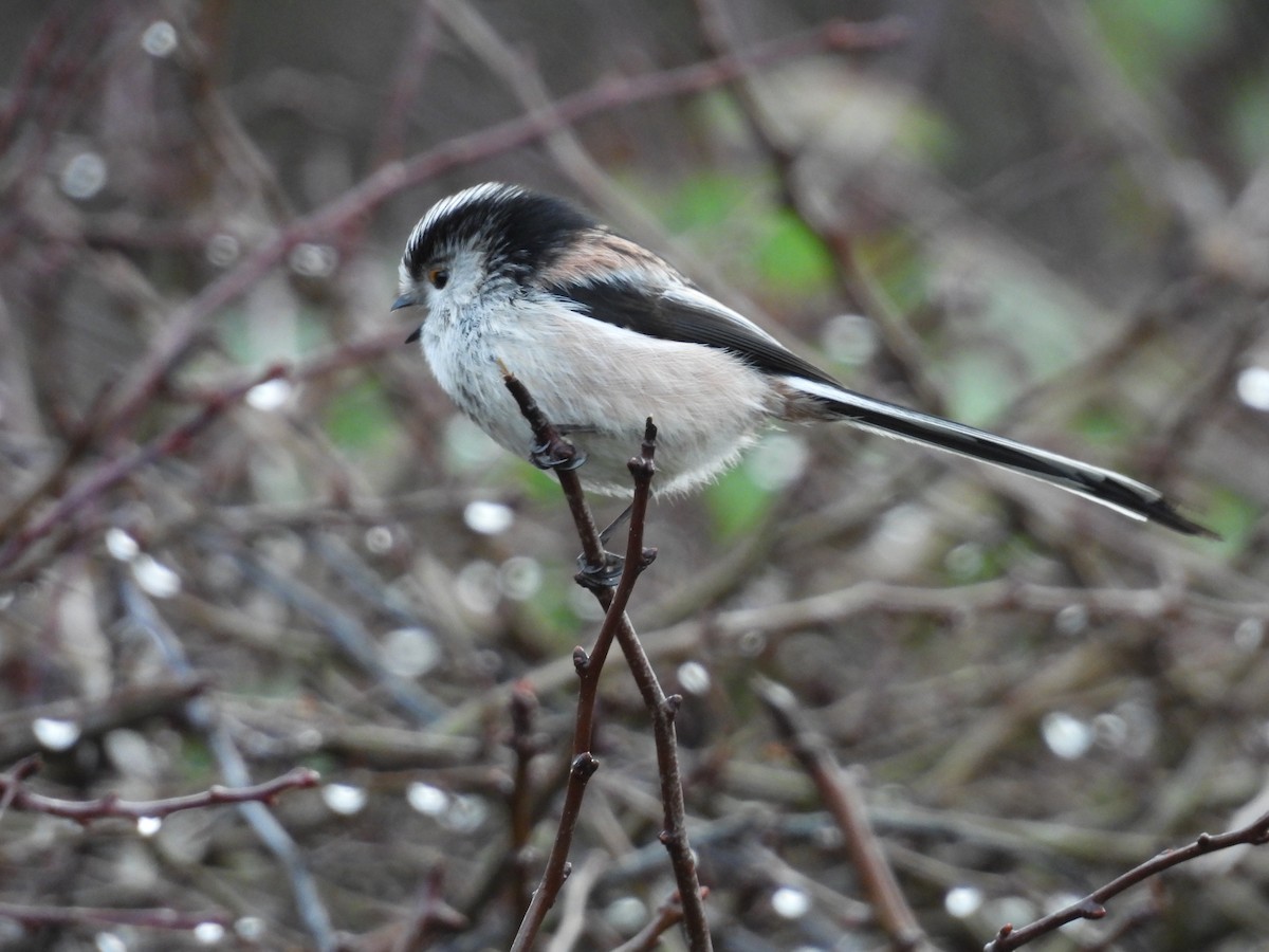 Uzun Kuyruklu Baştankara - ML650428616