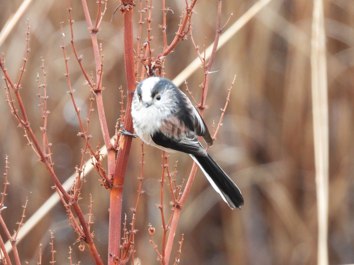 Uzun Kuyruklu Baştankara - ML650428617