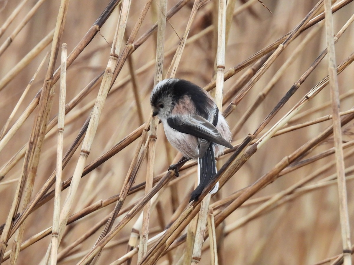 Uzun Kuyruklu Baştankara - ML650428618