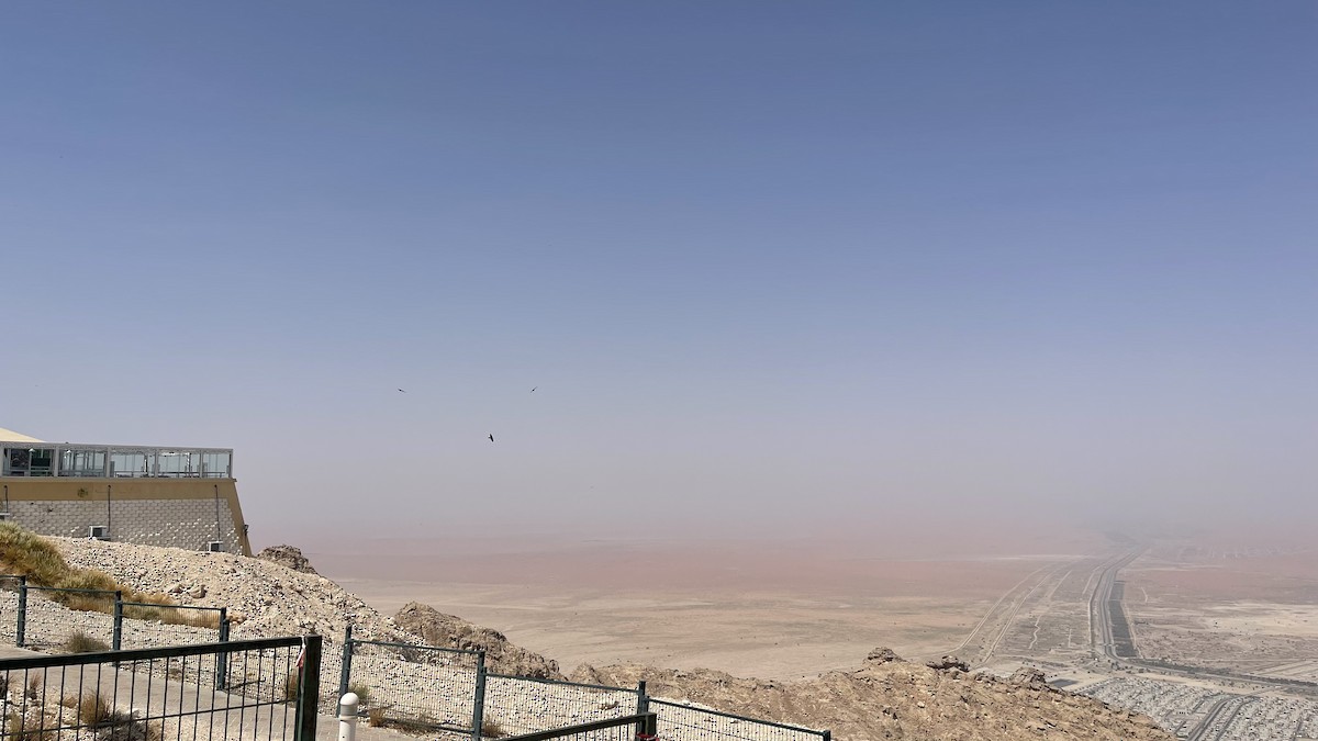 Çöl Kuzgunu - ML650428619