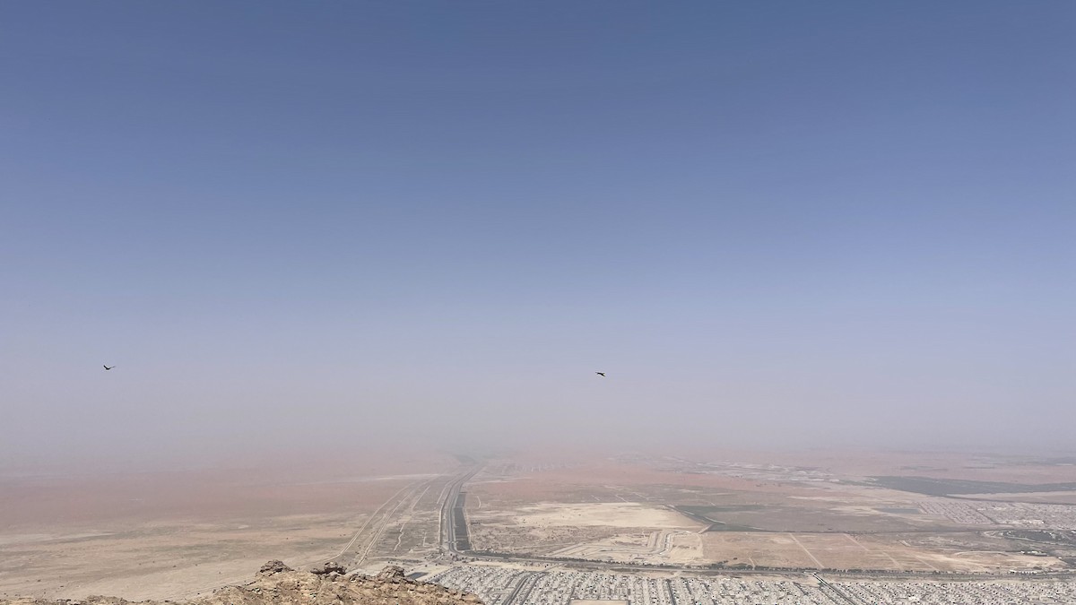 Çöl Kuzgunu - ML650428620