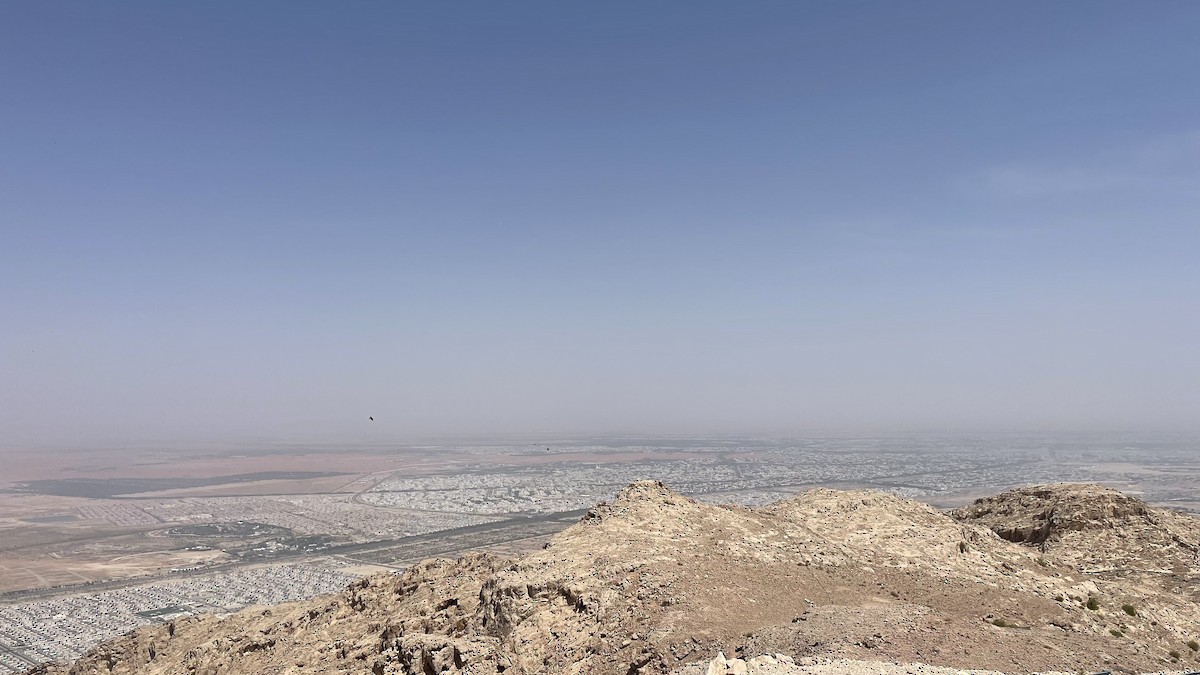 Çöl Kuzgunu - ML650428621