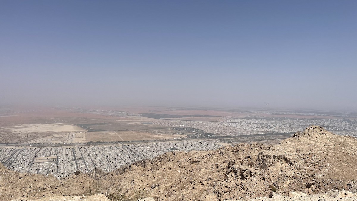 Çöl Kuzgunu - ML650428622