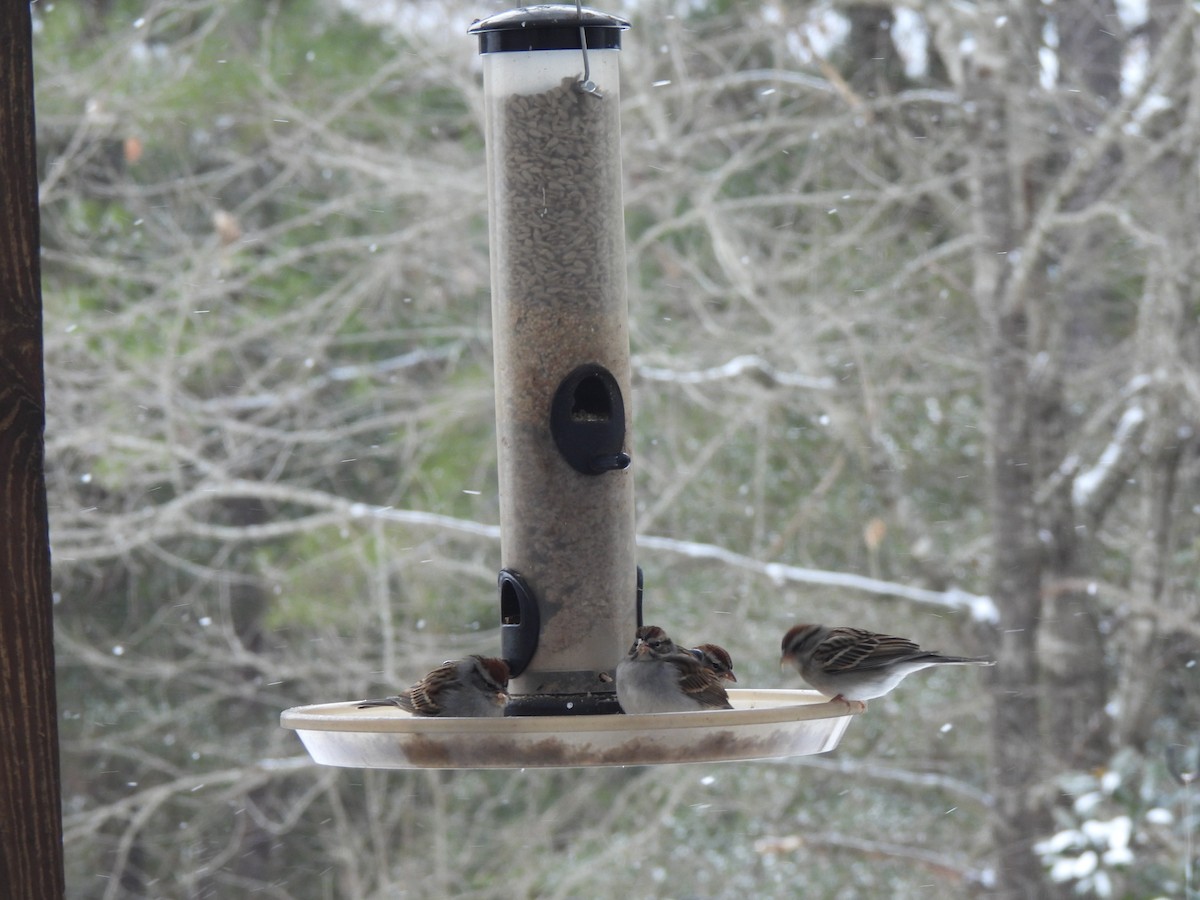 Cırcır Sesli Serçe - ML650428623