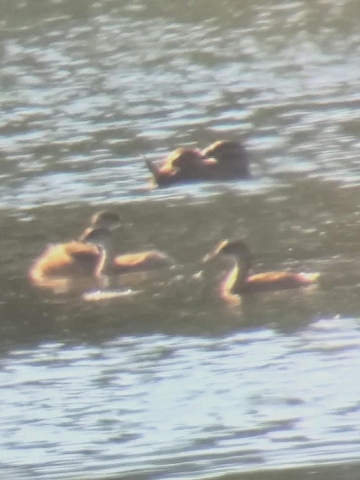 Dikkuyruk - ML650428624