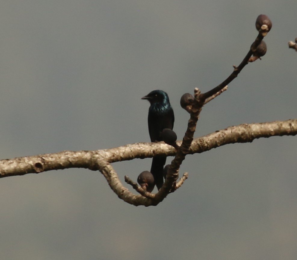 Menevişli Drongo - ML650428628