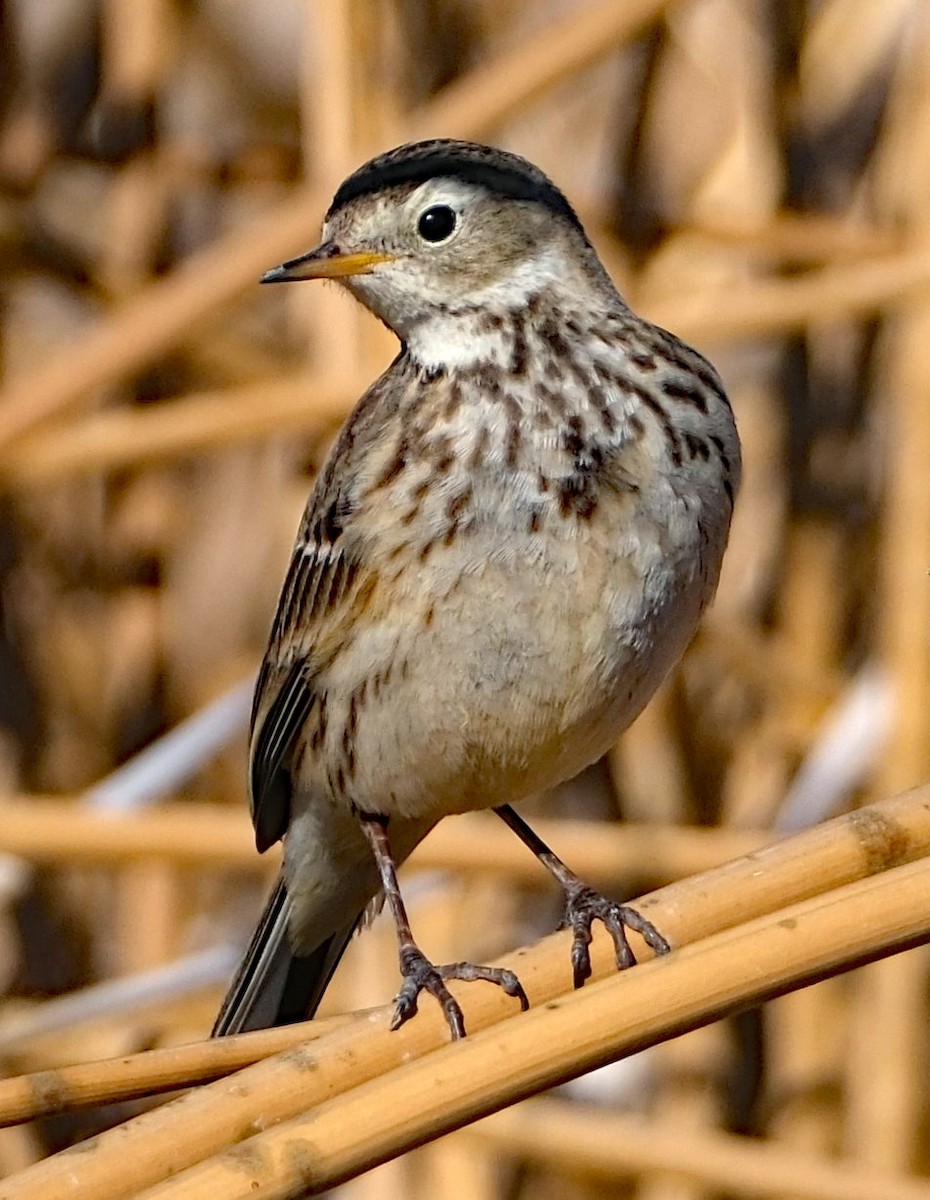 Amerika İncirkuşu - ML650428629