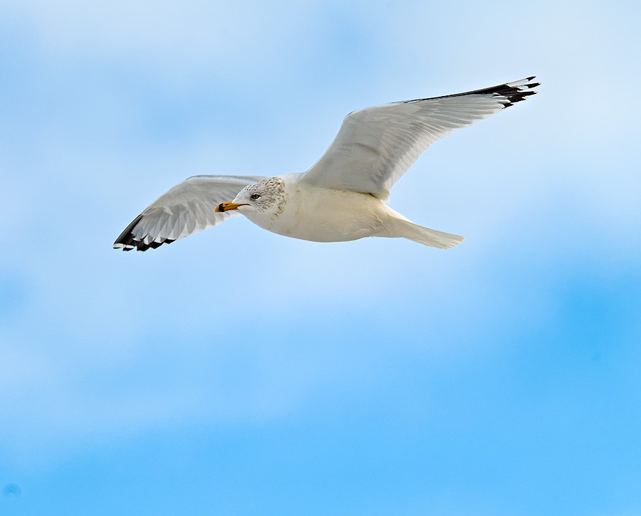 Halkalı Martı - ML650428633