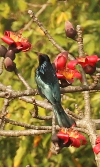 Hair-crested Drongo - ML650428863