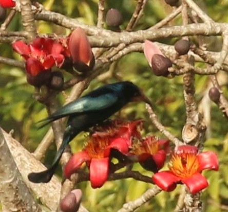 Hair-crested Drongo - ML650428865
