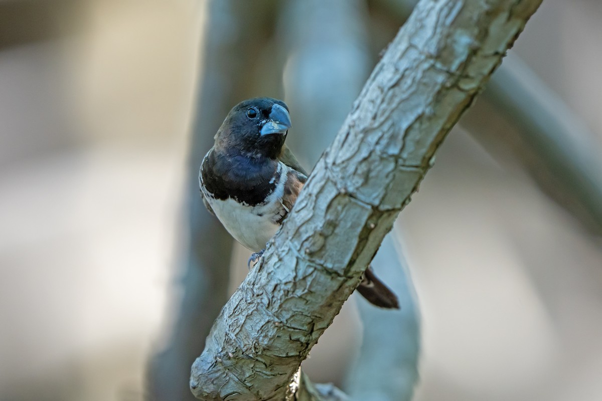 Bronze Mannikin - ML650429031