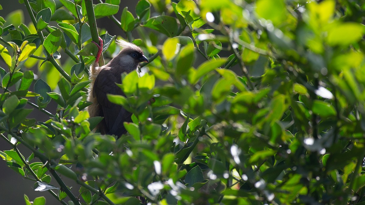 Coliou rayé - ML650429129