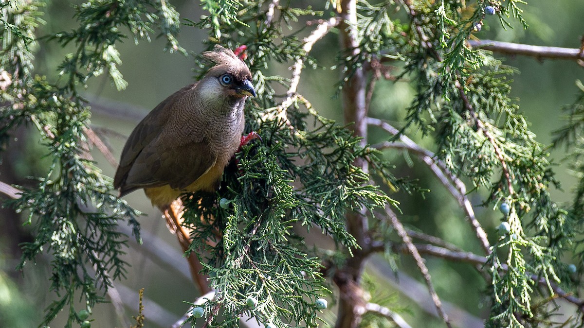 Coliou rayé - ML650429191
