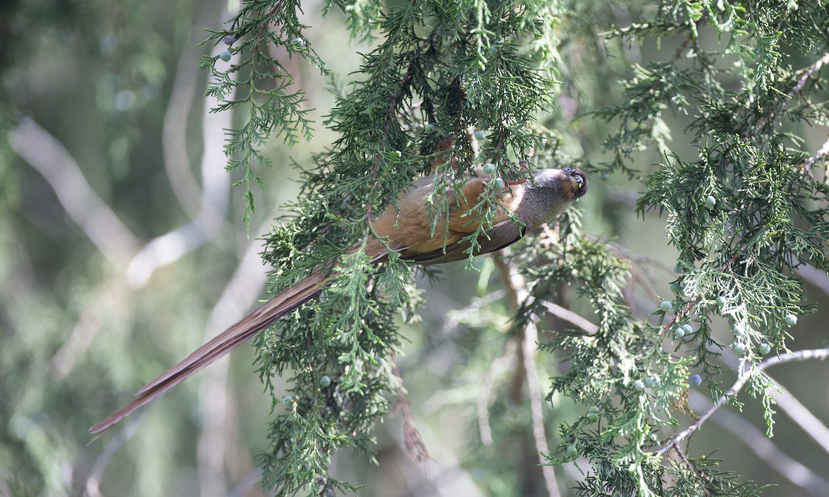 Coliou rayé - ML650429192