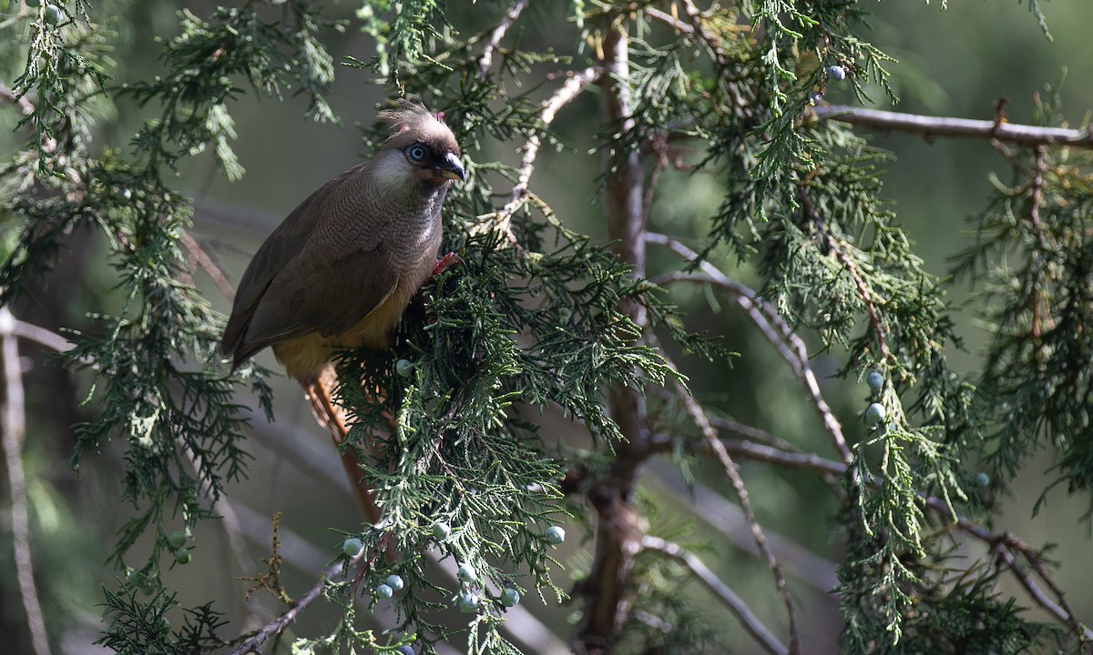 Coliou rayé - ML650429193